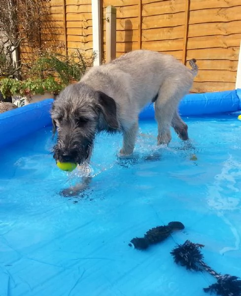 cuccioli di levriero irlandese | Foto 0