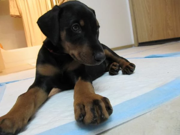 cuccioli di doberman