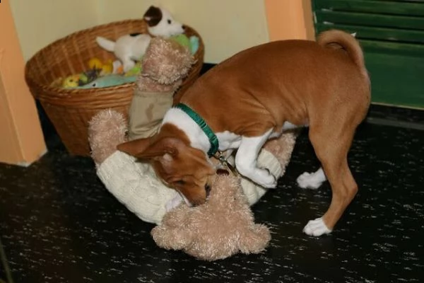 disponibili cuccioli basenji | Foto 0