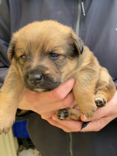 bellissimi cuccioli vaccinati e sverminati di 2 mesi