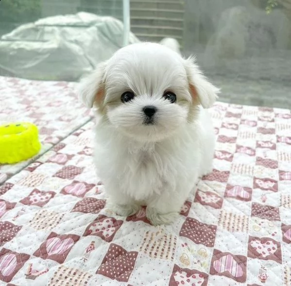 cucciolo molto affettuoso, super simpatico, divertente e giocherellone, ideale per i bambini. ha qua