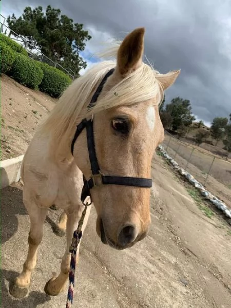 gelding quarter horses 
