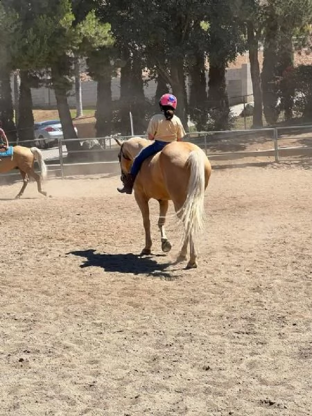 running gelding quarter horses  | Foto 0