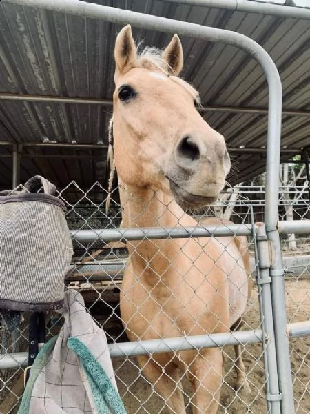 running gelding quarter horses 