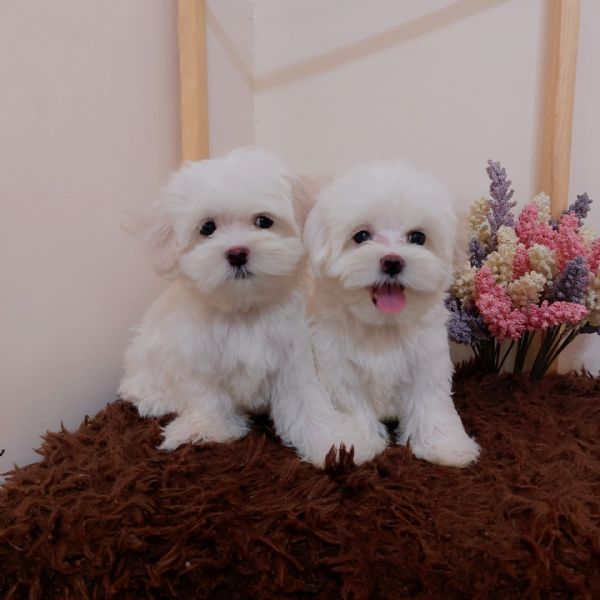 maltesi cuccioli tutti bianchi! | Foto 0