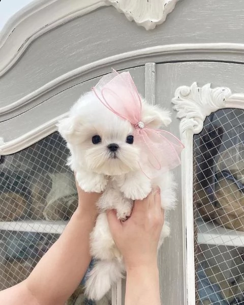 cuccioli maltesi registrati(+393509706299)