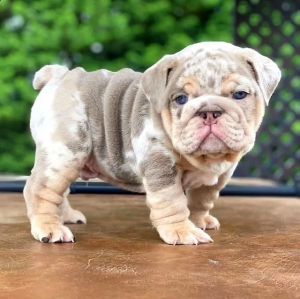  regalo bulldog cuccioli disponible bellissimi cuccioli di bulldog , consegnati con vaccini, microch