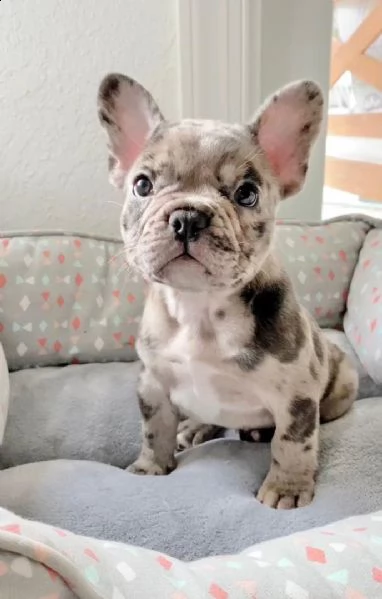  regalo cuccioli di bulldog francese bellissimi cuccioli disponibili, carattere adorabile ,sono doci
