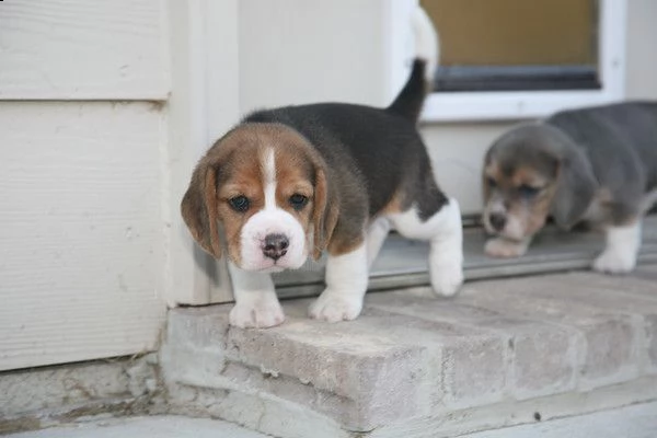 cuccioli beagle con pedigree enci e test genetici