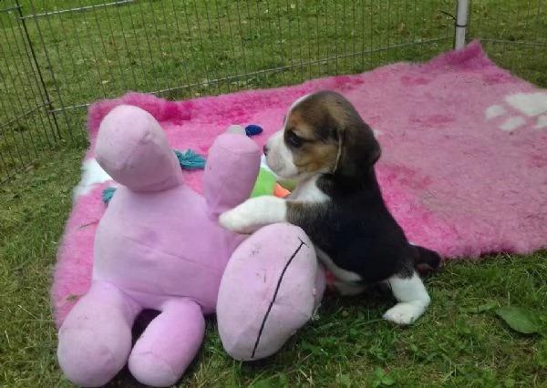 cuccioli beagle con pedigree enci e test genetici | Foto 0
