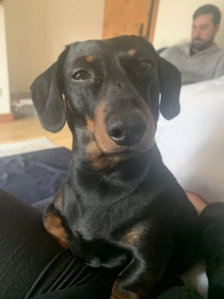 bellissimo cucciolo di bassotto vaccinato e sverminato di 3 mesi