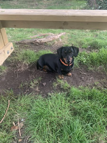 bellissimo cucciolo di bassotto vaccinato e sverminato di 3 mesi | Foto 1