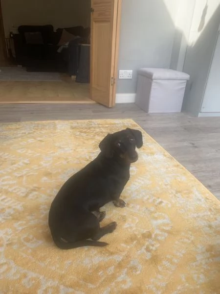 bellissimo cucciolo di bassotto vaccinato e sverminato di 3 mesi | Foto 0