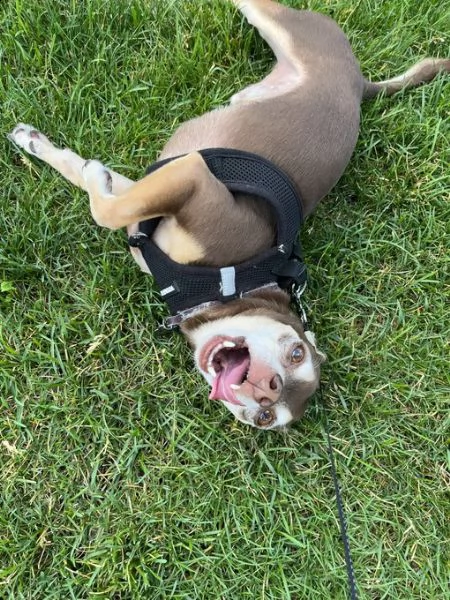 adorabile cucciolo di chihuahua in adozione | Foto 0