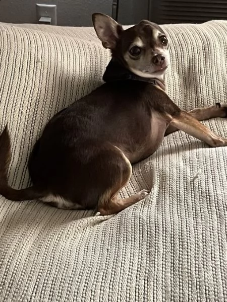 adorabile cucciolo di chihuahua in adozione