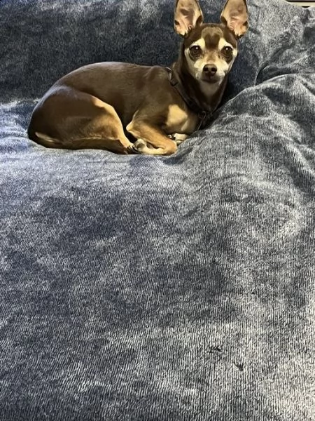 adorabile cucciolo di chihuahua in adozione | Foto 1