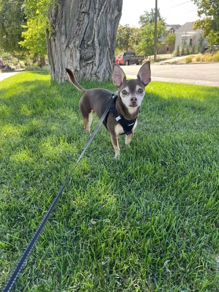 adorabile cucciolo di chihuahua in adozione | Foto 0