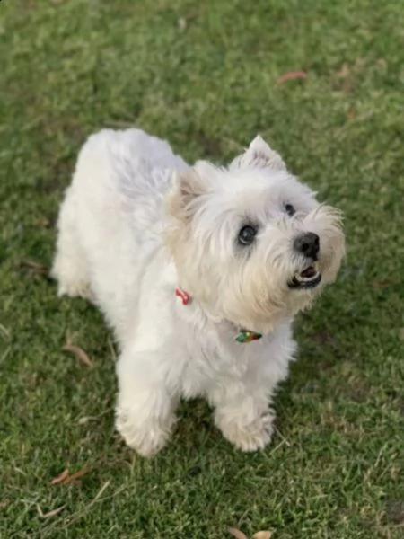 vorrei presentarvi questo fantastico cucciolo di cucciolata maltese