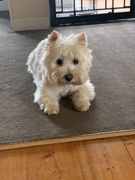 vorrei presentarvi questo fantastico cucciolo di cucciolata maltese | Foto 2