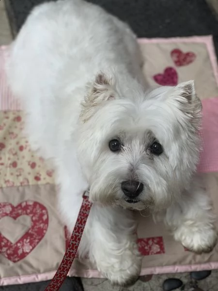 vorrei presentarvi questo fantastico cucciolo di cucciolata maltese | Foto 1
