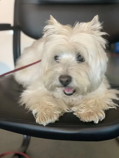 vorrei presentarvi questo fantastico cucciolo di cucciolata maltese | Foto 0