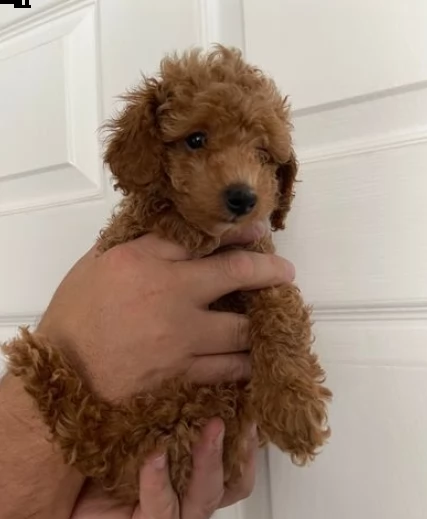 cuccioli di barboncino