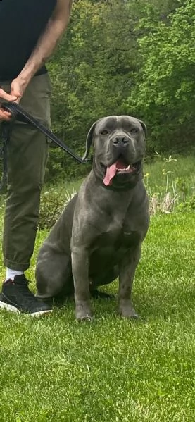 cane corso grigio maschio 4 anni 