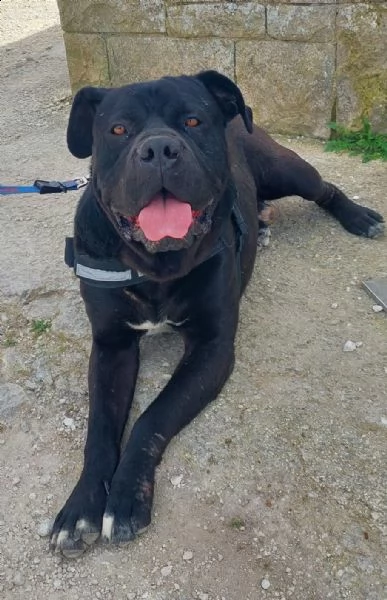 otto cagnolone dolcissimo