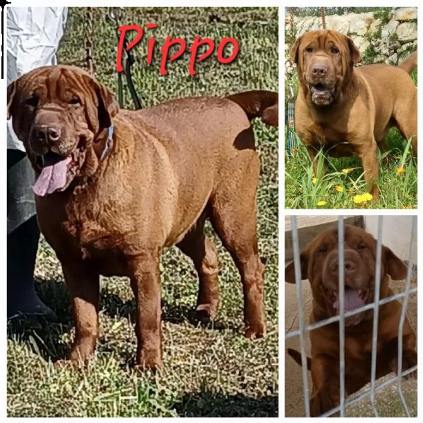 pippo incricio sharpey 