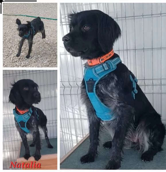 breton femmina in adozione dalla puglia 