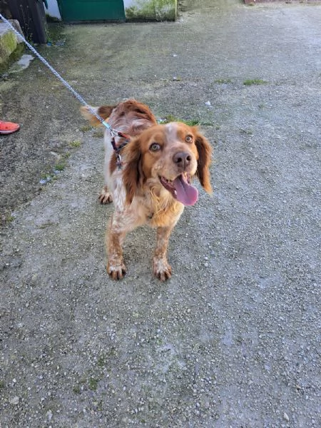 rey breton di 4 anni..  | Foto 2