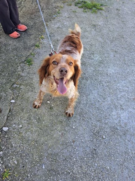 rey breton di 4 anni..  | Foto 1