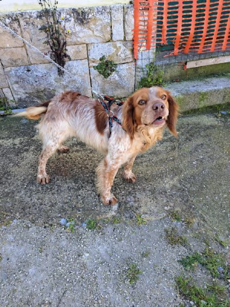 rey breton di 4 anni.. 