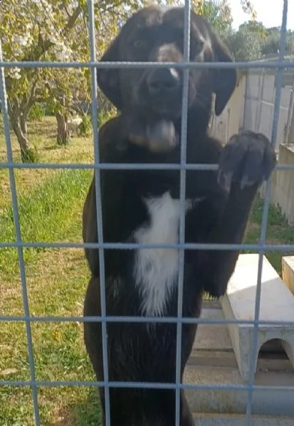 incrocio labrador  | Foto 3