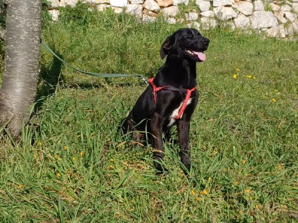 incrocio labrador  | Foto 2