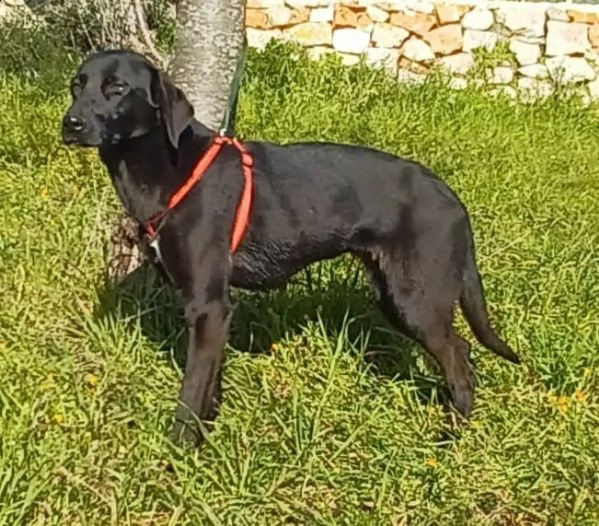 incrocio labrador 