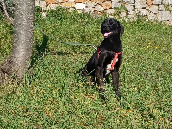 incrocio labrador  | Foto 1