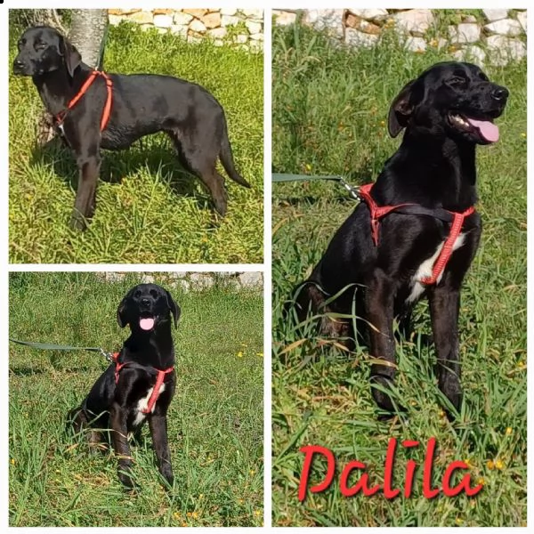 incrocio labrador  | Foto 0