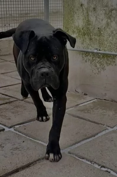 cane corso  | Foto 0