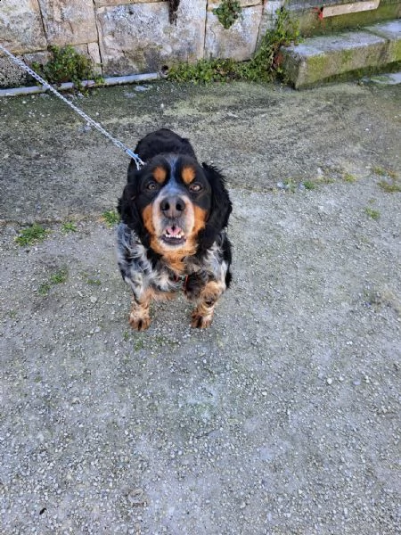 breton tricolore  | Foto 2