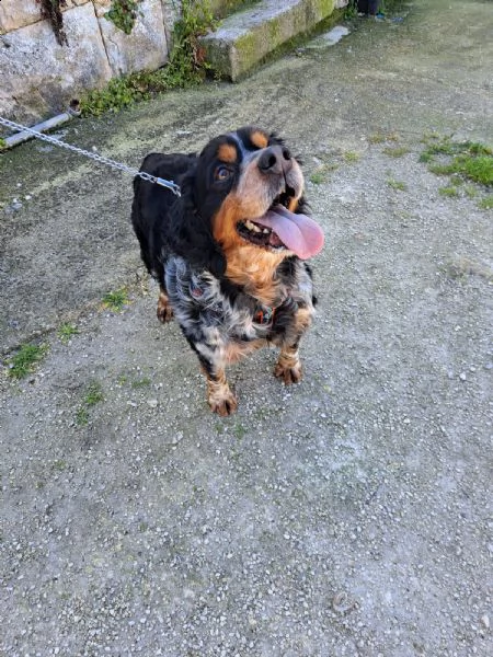 breton tricolore  | Foto 1