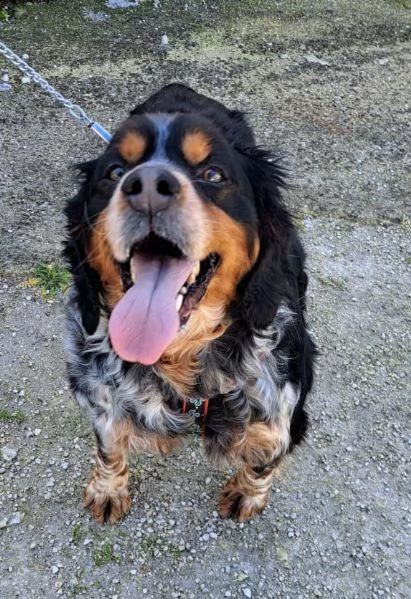 breton tricolore  | Foto 0