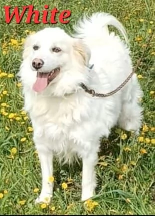 white mix labrador  | Foto 2