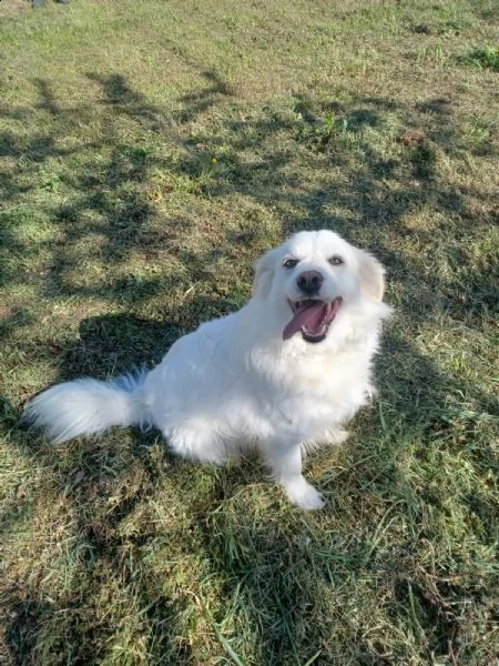 white mix labrador  | Foto 1