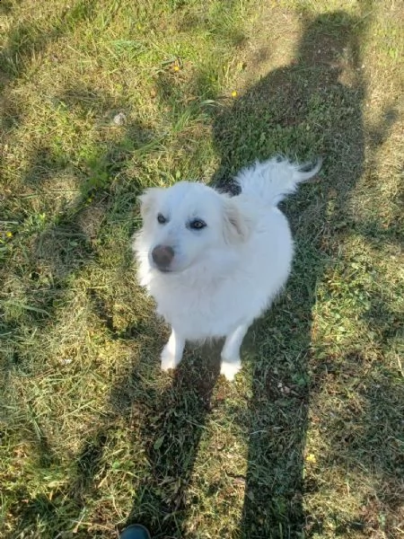 white mix labrador  | Foto 0