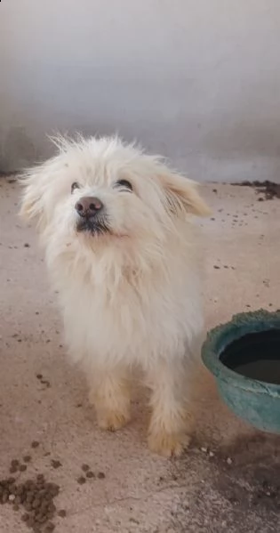 doko maltse di 5 anni