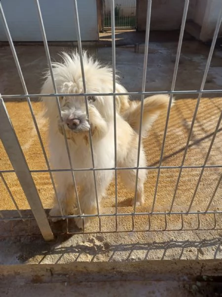 doko maltse di 5 anni | Foto 1