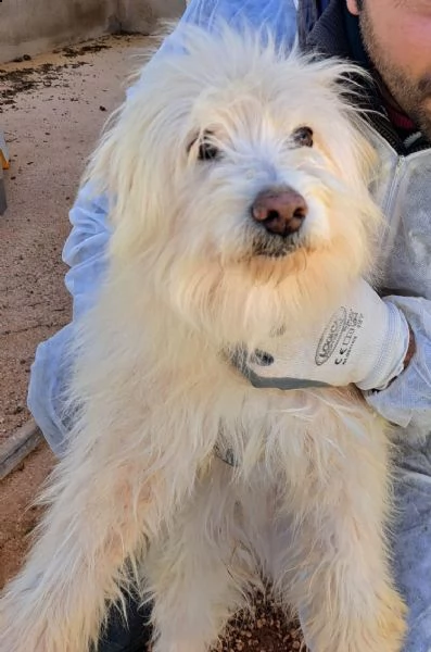 doko maltse di 5 anni | Foto 0