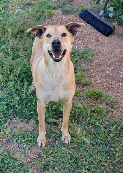 manila incrocio levrierina 