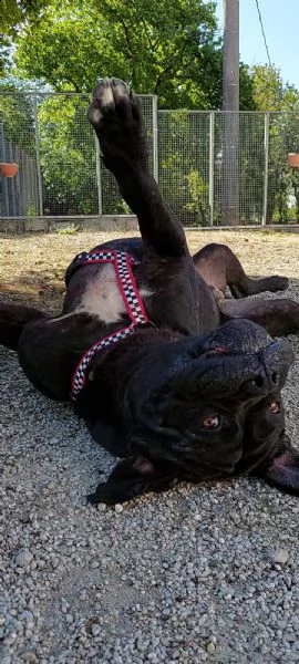 otto cane corso | Foto 0